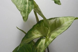 火鶴花總爛葉？教你3個修剪狠招，新花滿盆