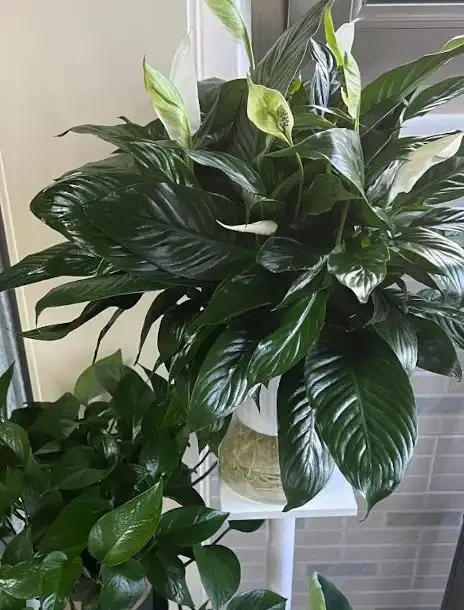 什麼淘米水果皮水都不如「這種水」,只需澆一點點,土壤比發糕軟,花根「蘿蔔粗」,養花像打了雞血蹭蹭長!