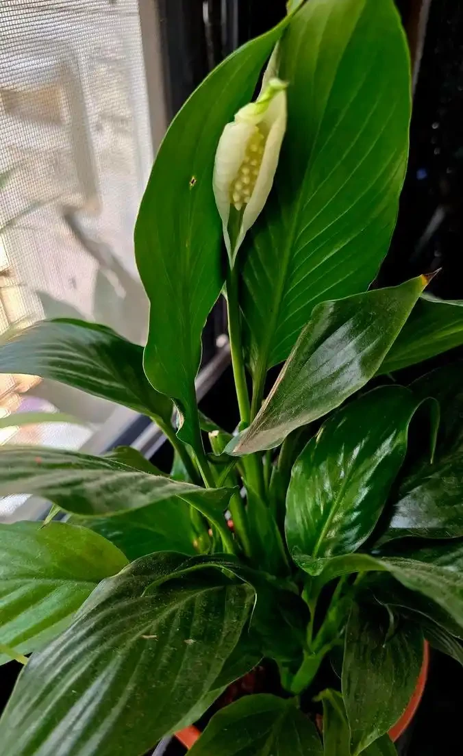 白鶴芋葉子軟塌？3個技巧，澆對水、擺對位置，3天就能挺起來