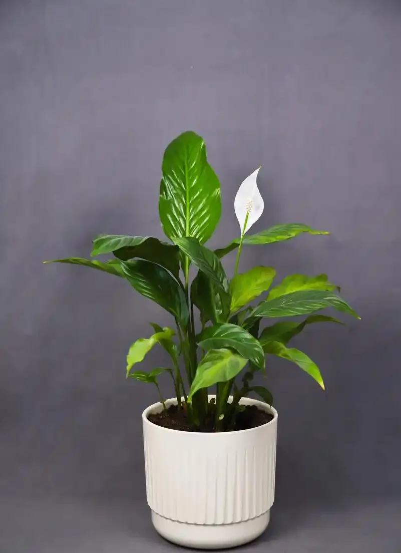 白鶴芋葉子軟塌？3個技巧，澆對水、擺對位置，3天就能挺起來