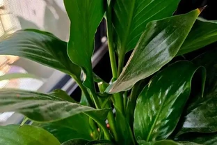 白鶴芋葉子軟塌？3個技巧，澆對水、擺對位置，3天就能挺起來