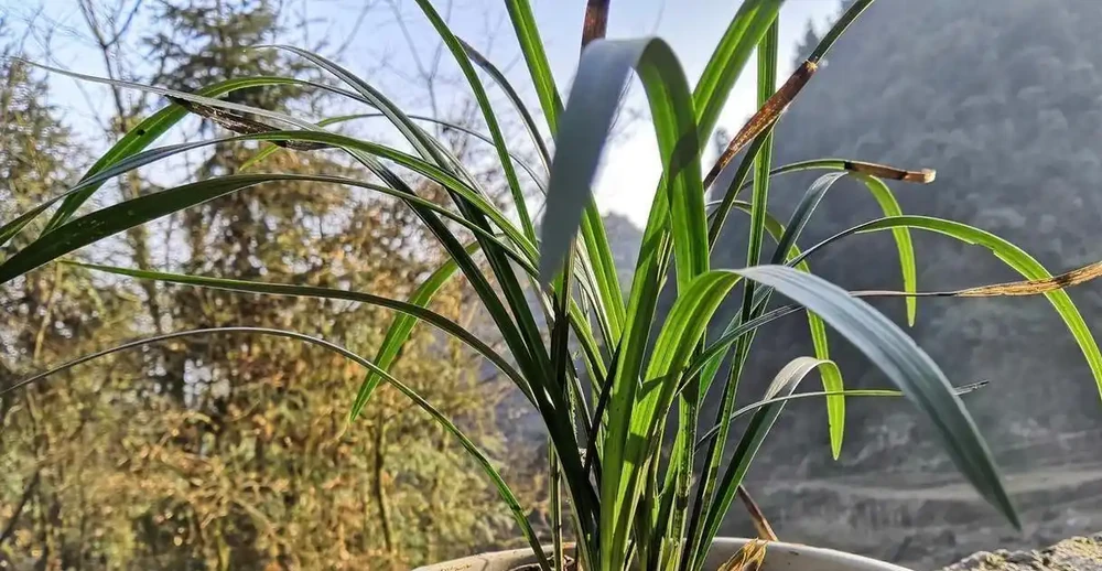 老蘭農打死不說的秘密:蘭花黃葉別亂救!找準這8個元兇,葉片綠得能滴油