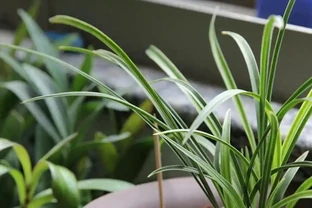 老蘭農打死不說的秘密：蘭花黃葉別亂救！找準這8個元兇，葉片綠得能滴油