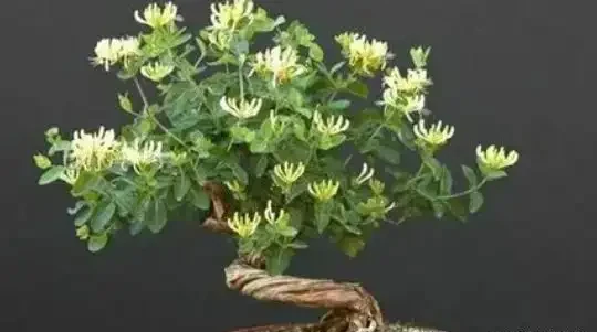 種花十年，我只推薦這16種濃香花卉：不用管、年年開、滿院子都好聞，建議收藏