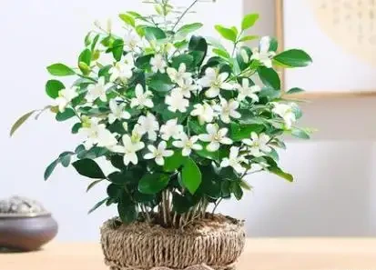 種花十年，我只推薦這16種濃香花卉：不用管、年年開、滿院子都好聞，建議收藏