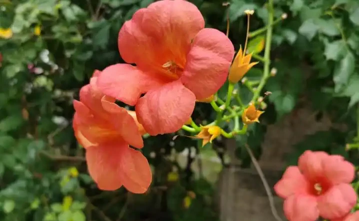 種花十年，我只推薦這16種濃香花卉：不用管、年年開、滿院子都好聞，建議收藏