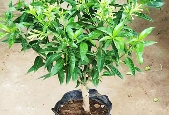 種花十年，我只推薦這16種濃香花卉：不用管、年年開、滿院子都好聞，建議收藏