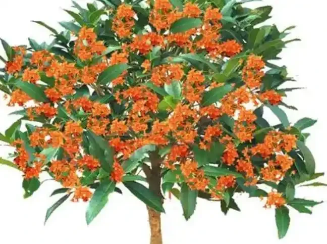 種花十年，我只推薦這16種濃香花卉：不用管、年年開、滿院子都好聞，建議收藏