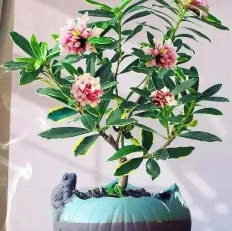 種花十年，我只推薦這16種濃香花卉：不用管、年年開、滿院子都好聞，建議收藏