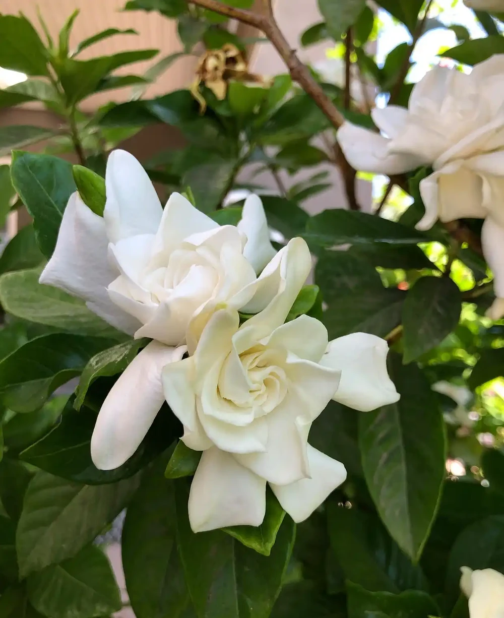5月梔子花黃葉、不開花,找準原因一步解決,花苞掛滿枝