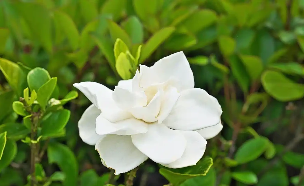 5月梔子花黃葉、不開花,找準原因一步解決,花苞掛滿枝
