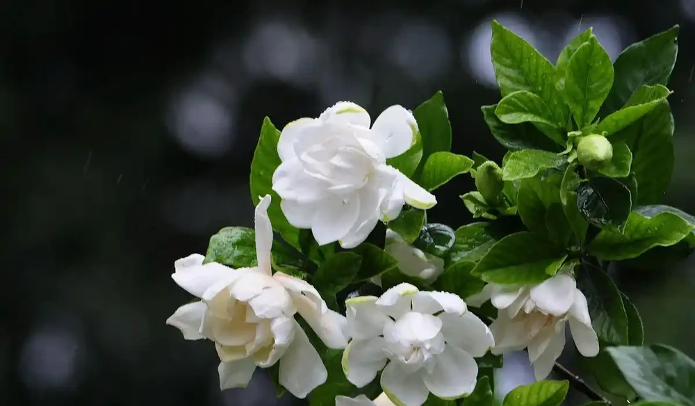 5月梔子花黃葉、不開花,找準原因一步解決,花苞掛滿枝