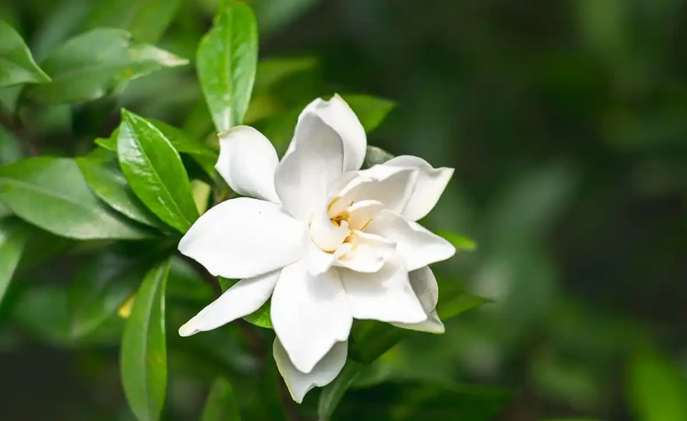 5月梔子花黃葉、不開花,找準原因一步解決,花苞掛滿枝