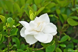 5月梔子花黃葉、不開花，找準原因一步解決，花苞掛滿枝