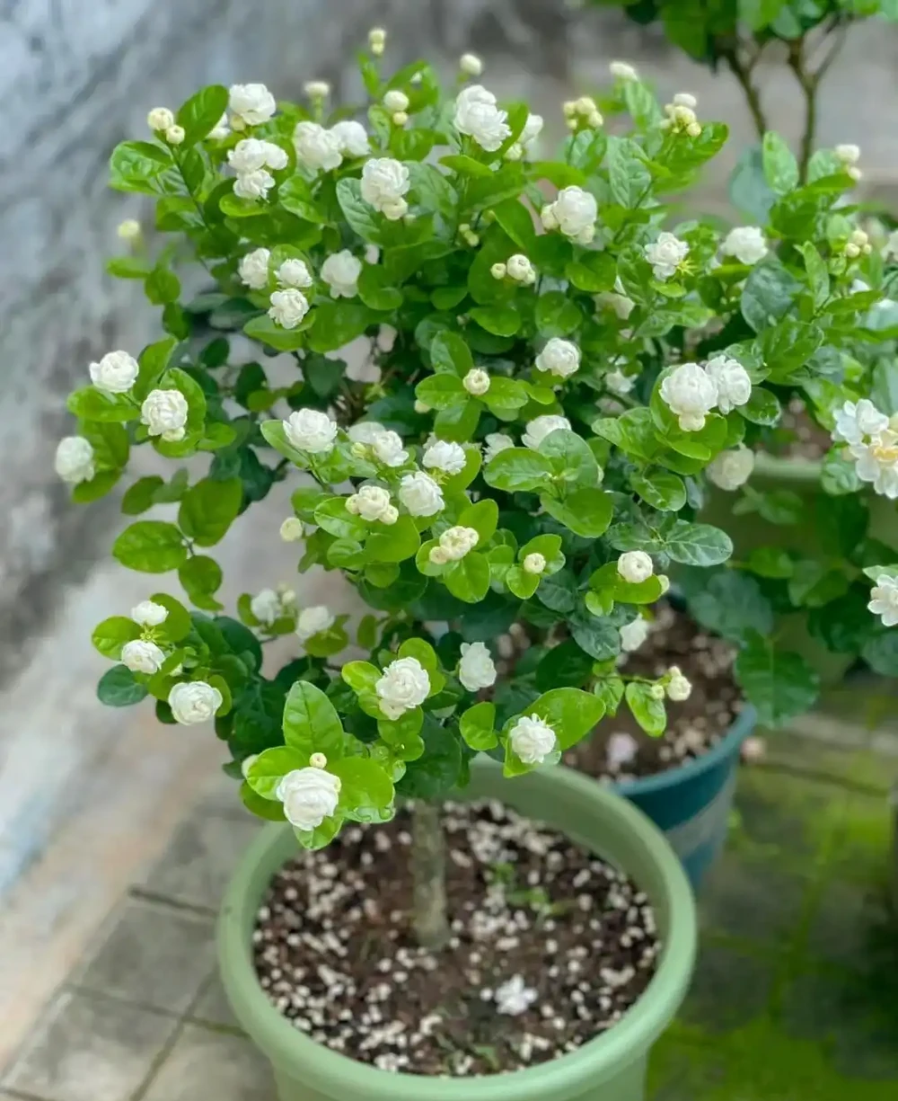 炎炎夏日，這7種花才是陽臺 「扛把子」，越熱越瘋長，越曬越爆花