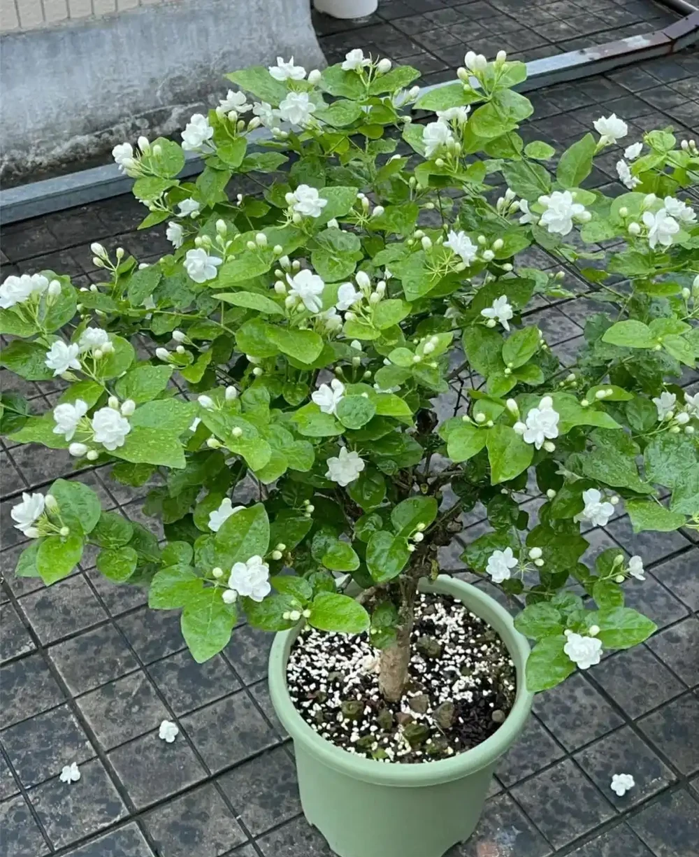 炎炎夏日，這7種花才是陽臺 「扛把子」，越熱越瘋長，越曬越爆花