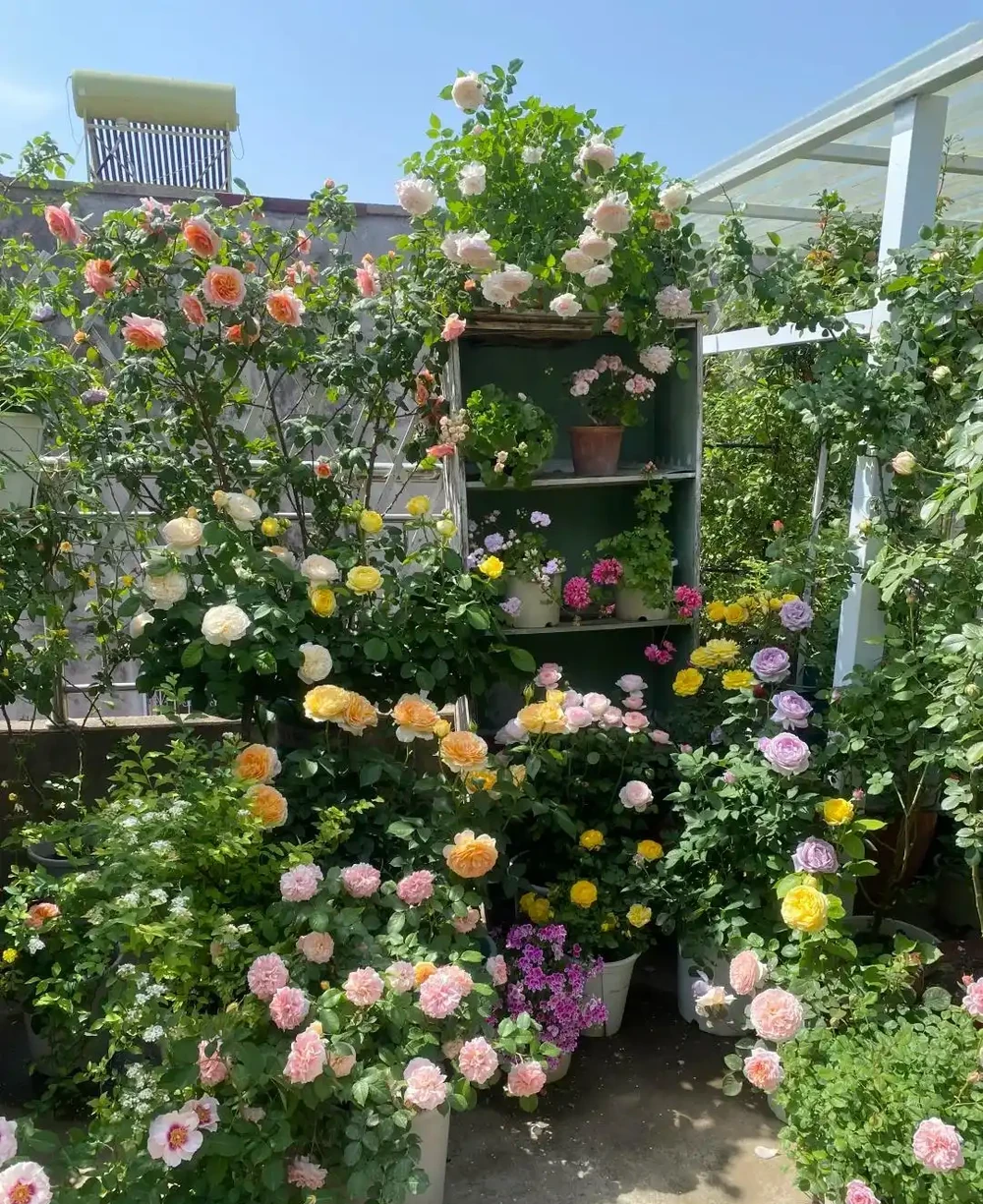 炎炎夏日，這7種花才是陽臺 「扛把子」，越熱越瘋長，越曬越爆花