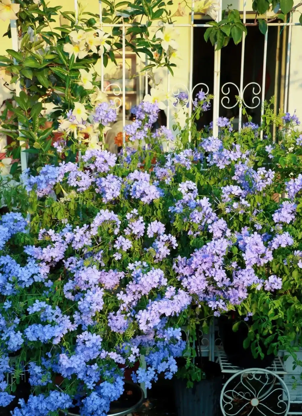 炎炎夏日，這7種花才是陽臺 「扛把子」，越熱越瘋長，越曬越爆花