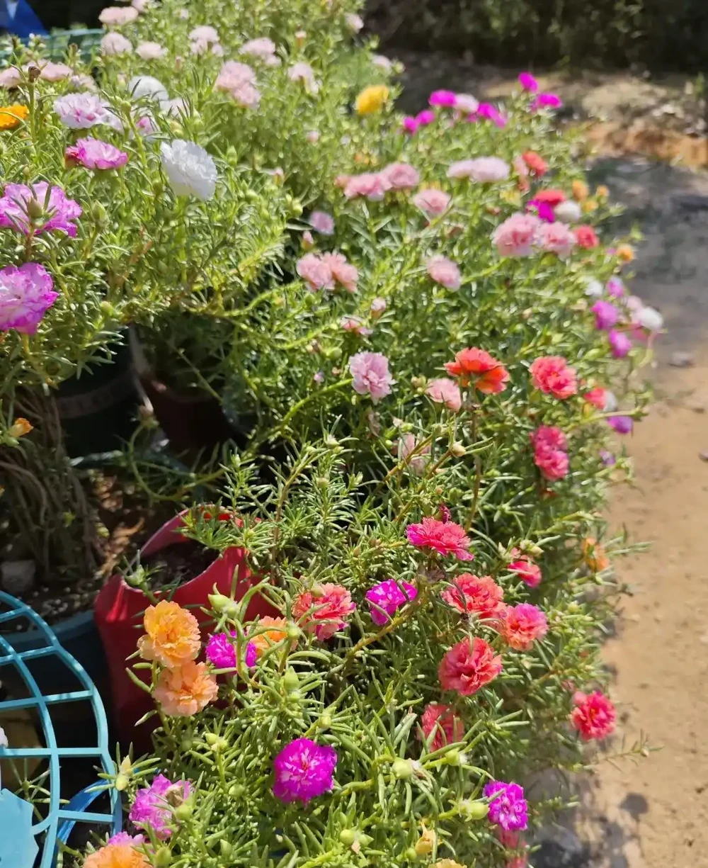 炎炎夏日，這7種花才是陽臺 「扛把子」，越熱越瘋長，越曬越爆花