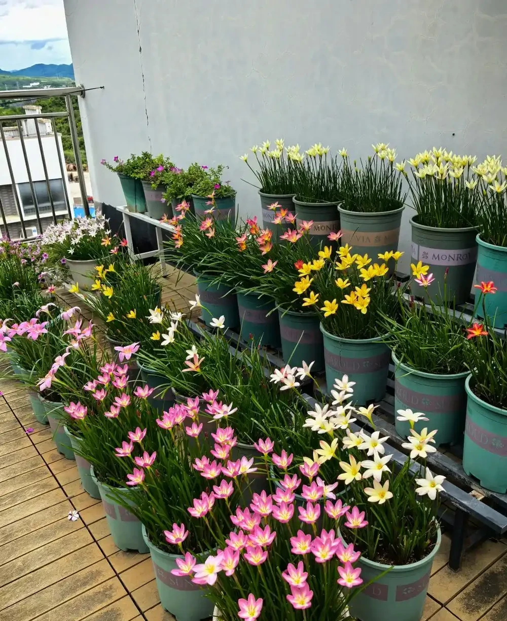 炎炎夏日，這7種花才是陽臺 「扛把子」，越熱越瘋長，越曬越爆花