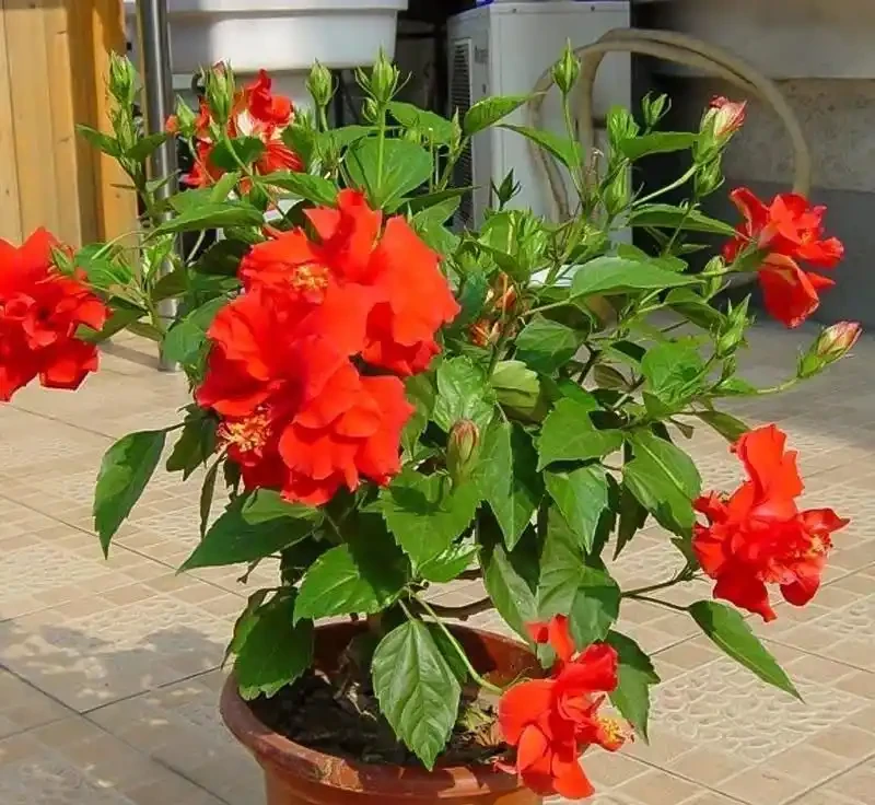 炎炎夏日，這7種花才是陽臺 「扛把子」，越熱越瘋長，越曬越爆花