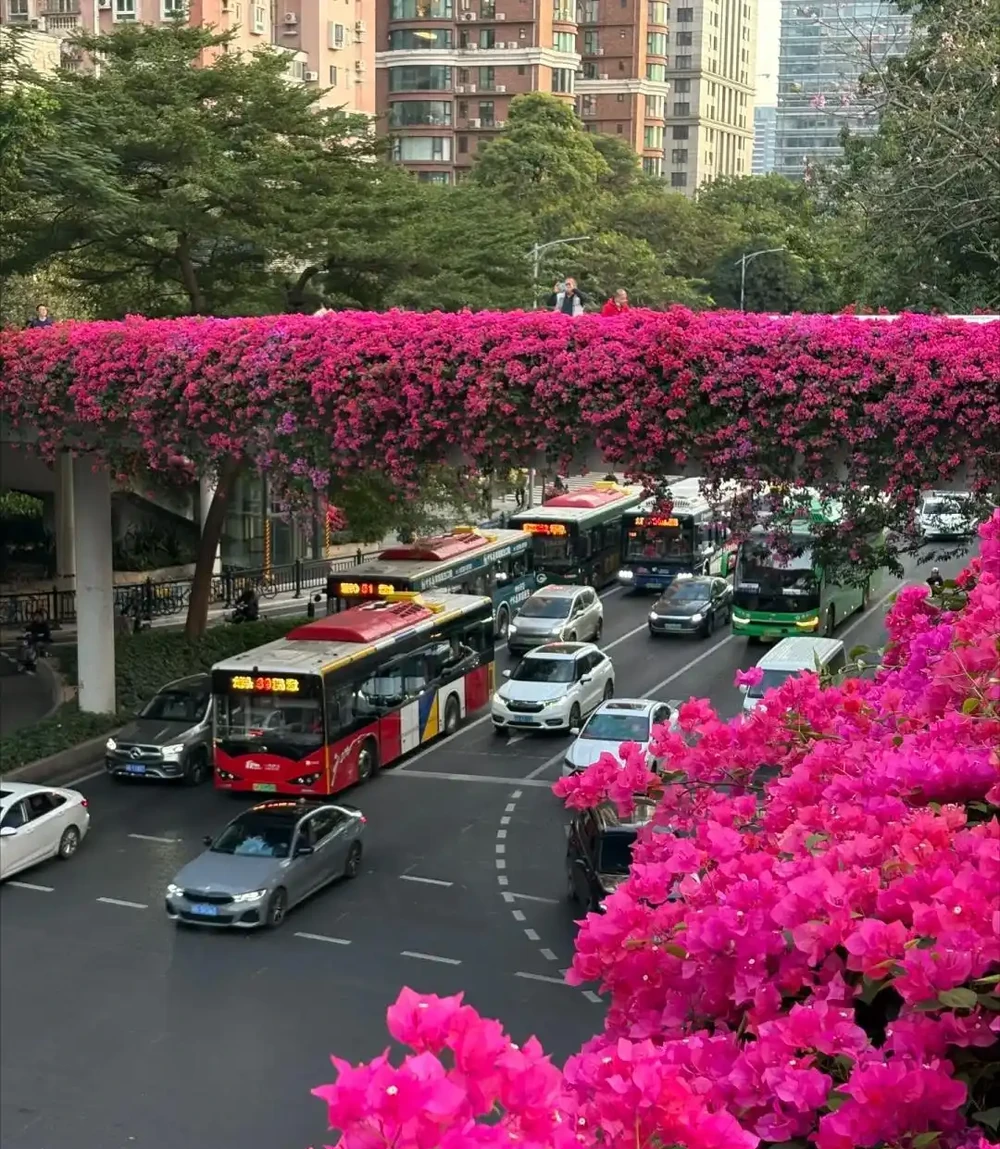 炎炎夏日，這7種花才是陽臺 「扛把子」，越熱越瘋長，越曬越爆花
