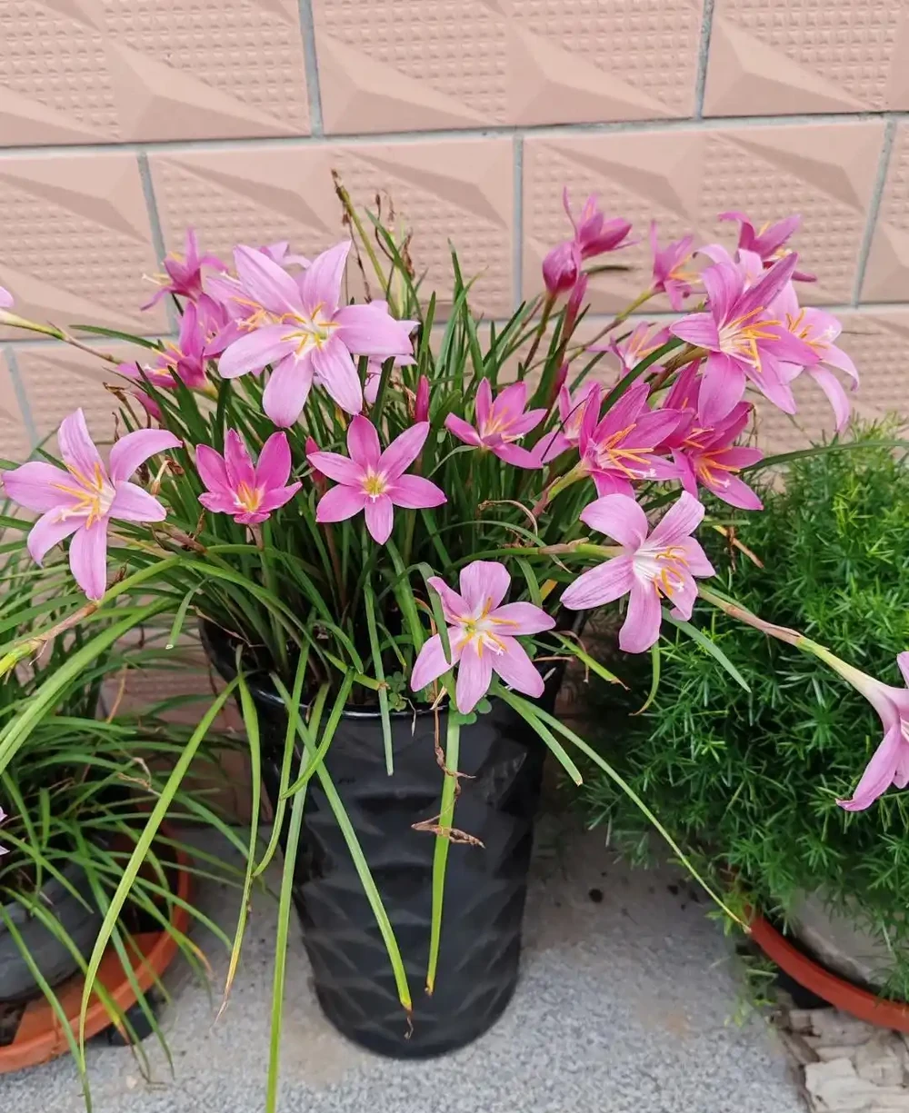 炎炎夏日，這7種花才是陽臺 「扛把子」，越熱越瘋長，越曬越爆花