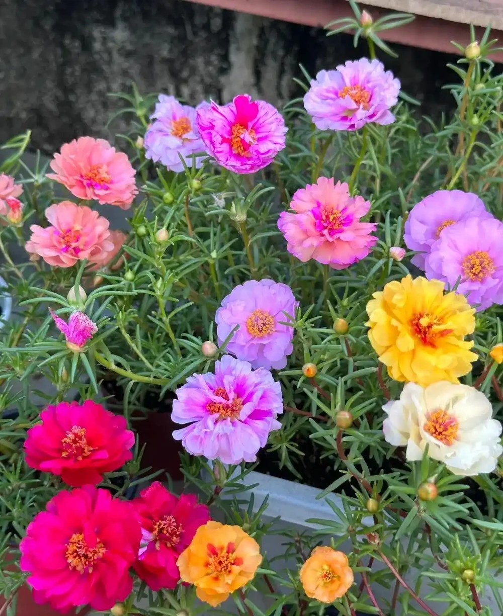 炎炎夏日，這7種花才是陽臺 「扛把子」，越熱越瘋長，越曬越爆花