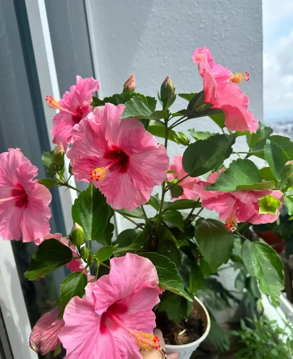 炎炎夏日，這7種花才是陽臺 「扛把子」，越熱越瘋長，越曬越爆花