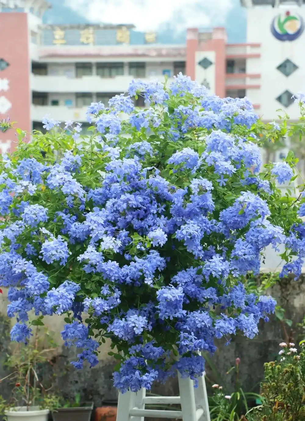 炎炎夏日，這7種花才是陽臺 「扛把子」，越熱越瘋長，越曬越爆花