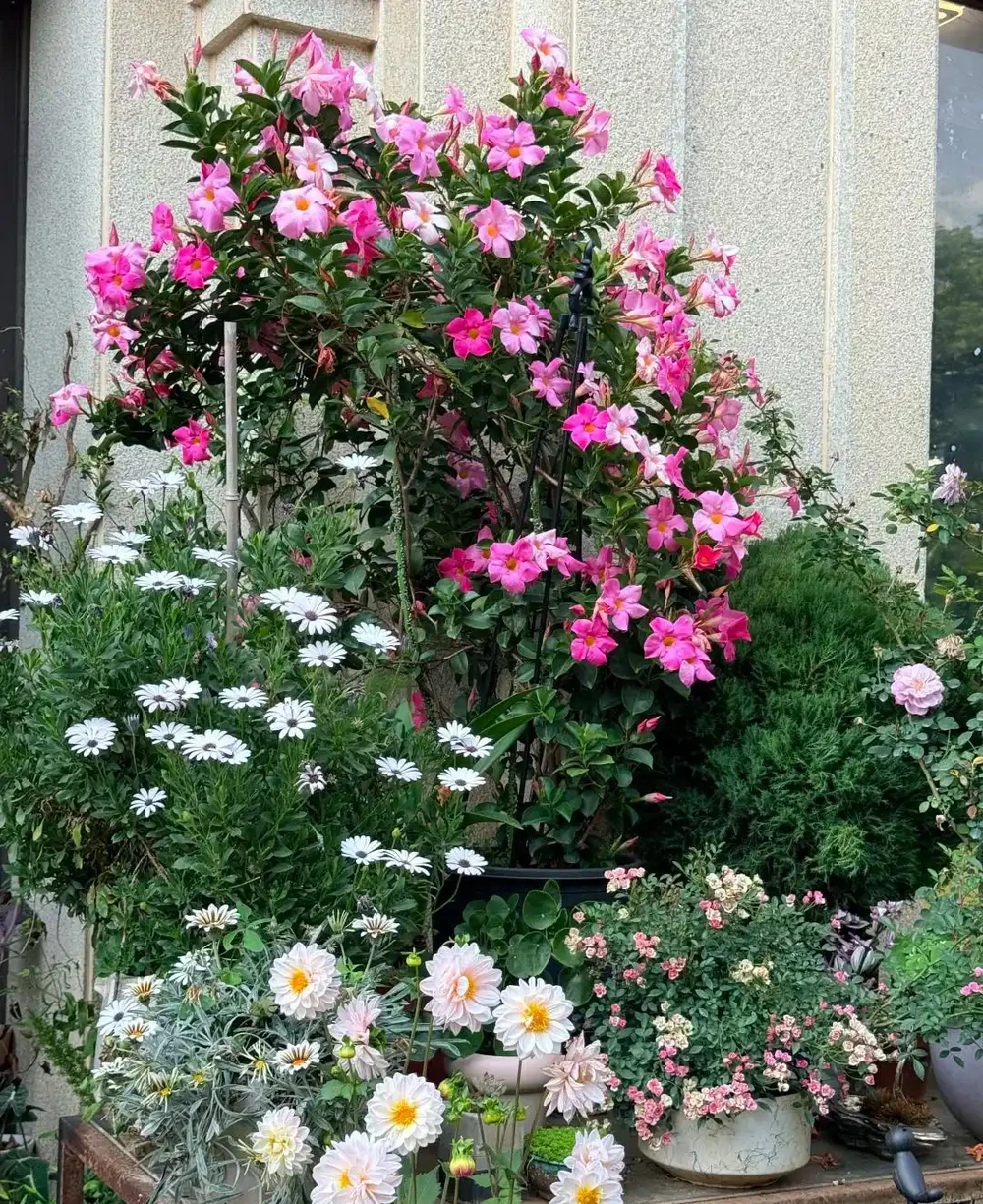 炎炎夏日，這7種花才是陽臺 「扛把子」，越熱越瘋長，越曬越爆花