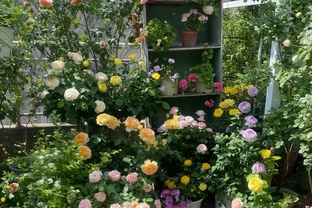 炎炎夏日，這7種花才是陽臺 「扛把子」，越熱越瘋長，越曬越爆花