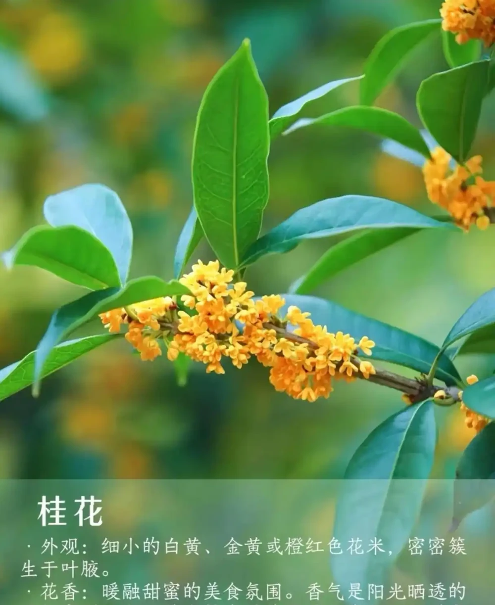 9 種自帶治癒 buff 的濃香花卉|家裡養一盆,滿屋都是高階香
