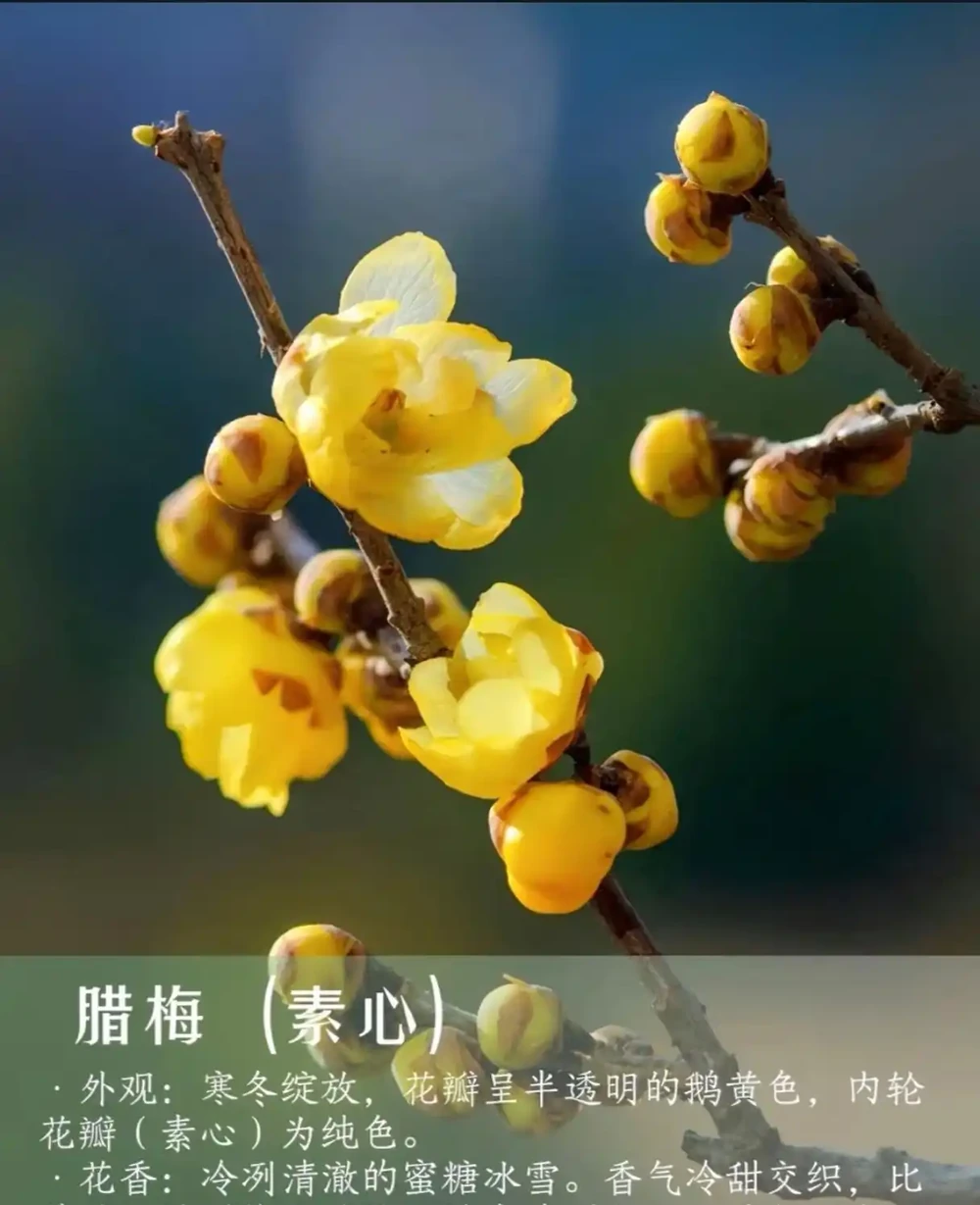 9 種自帶治癒 buff 的濃香花卉|家裡養一盆,滿屋都是高階香