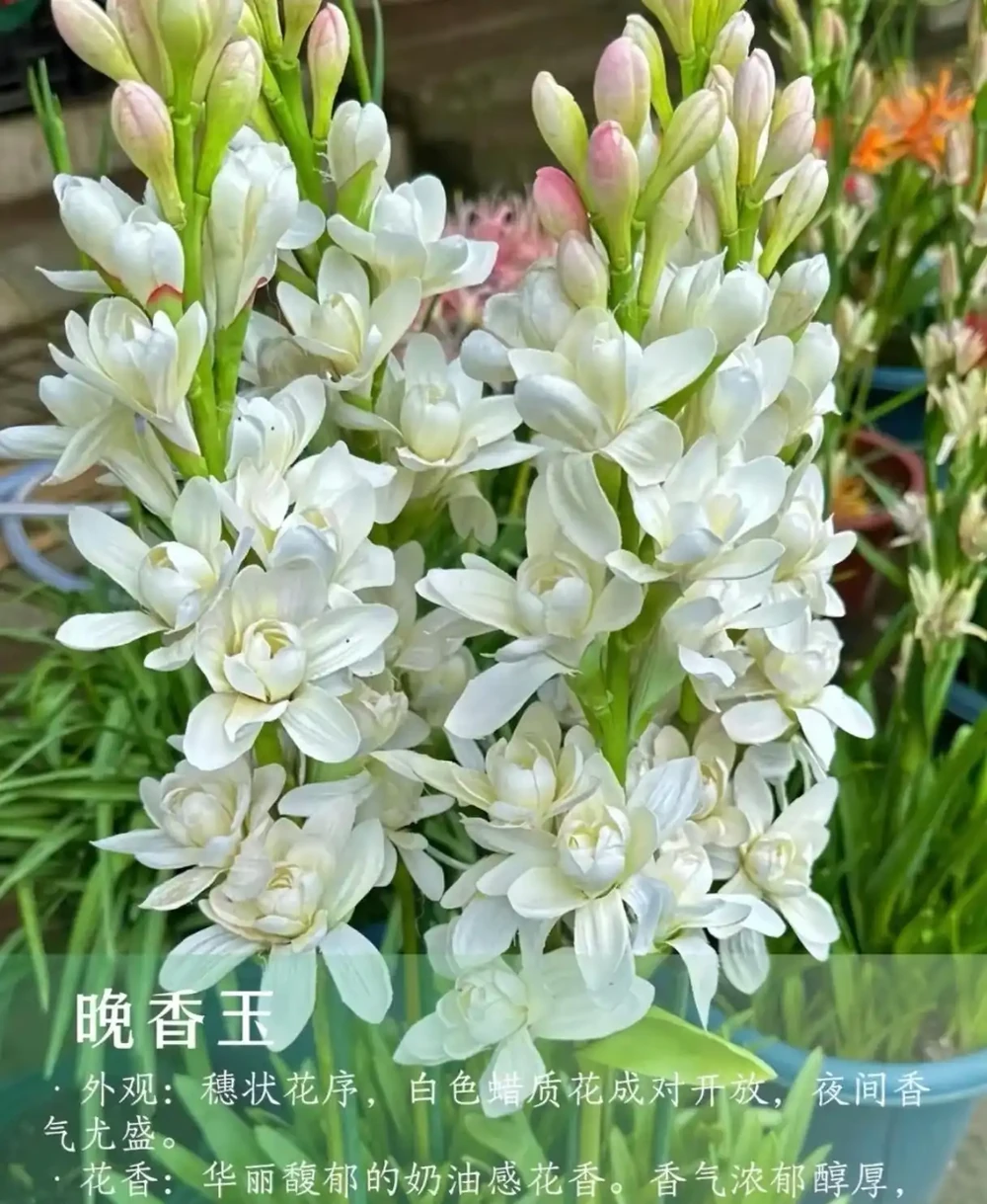 9 種自帶治癒 buff 的濃香花卉|家裡養一盆,滿屋都是高階香