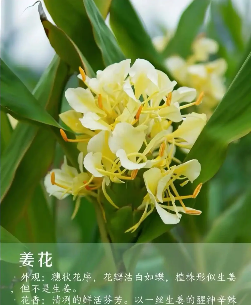 9 種自帶治癒 buff 的濃香花卉|家裡養一盆,滿屋都是高階香