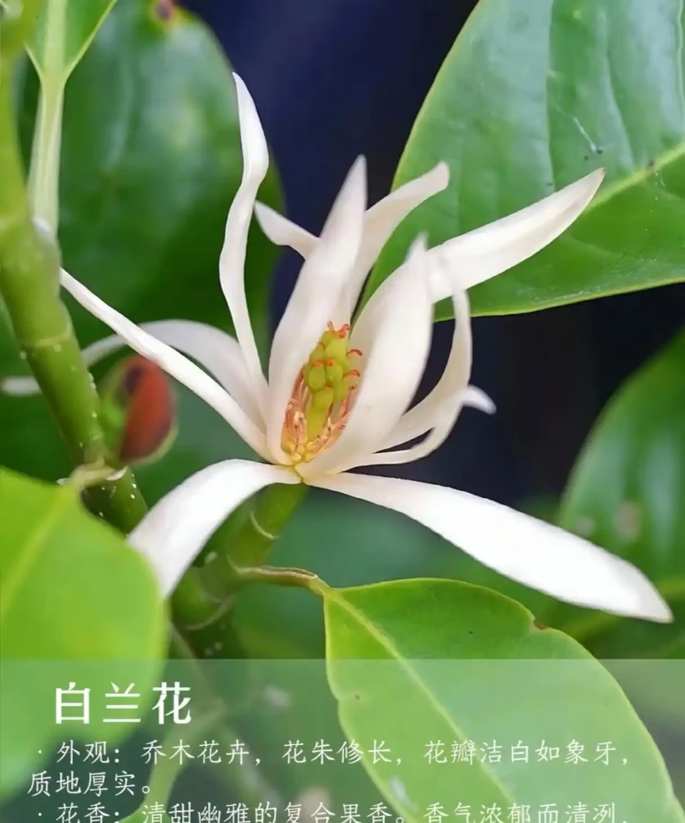 9 種自帶治癒 buff 的濃香花卉|家裡養一盆,滿屋都是高階香