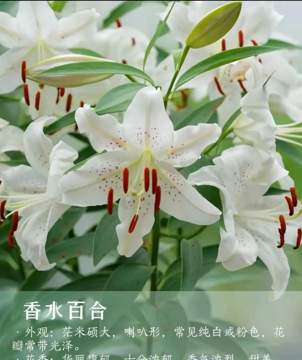 9 種自帶治癒 buff 的濃香花卉|家裡養一盆,滿屋都是高階香