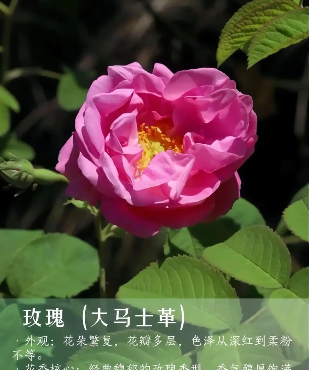 9 種自帶治癒 buff 的濃香花卉|家裡養一盆,滿屋都是高階香
