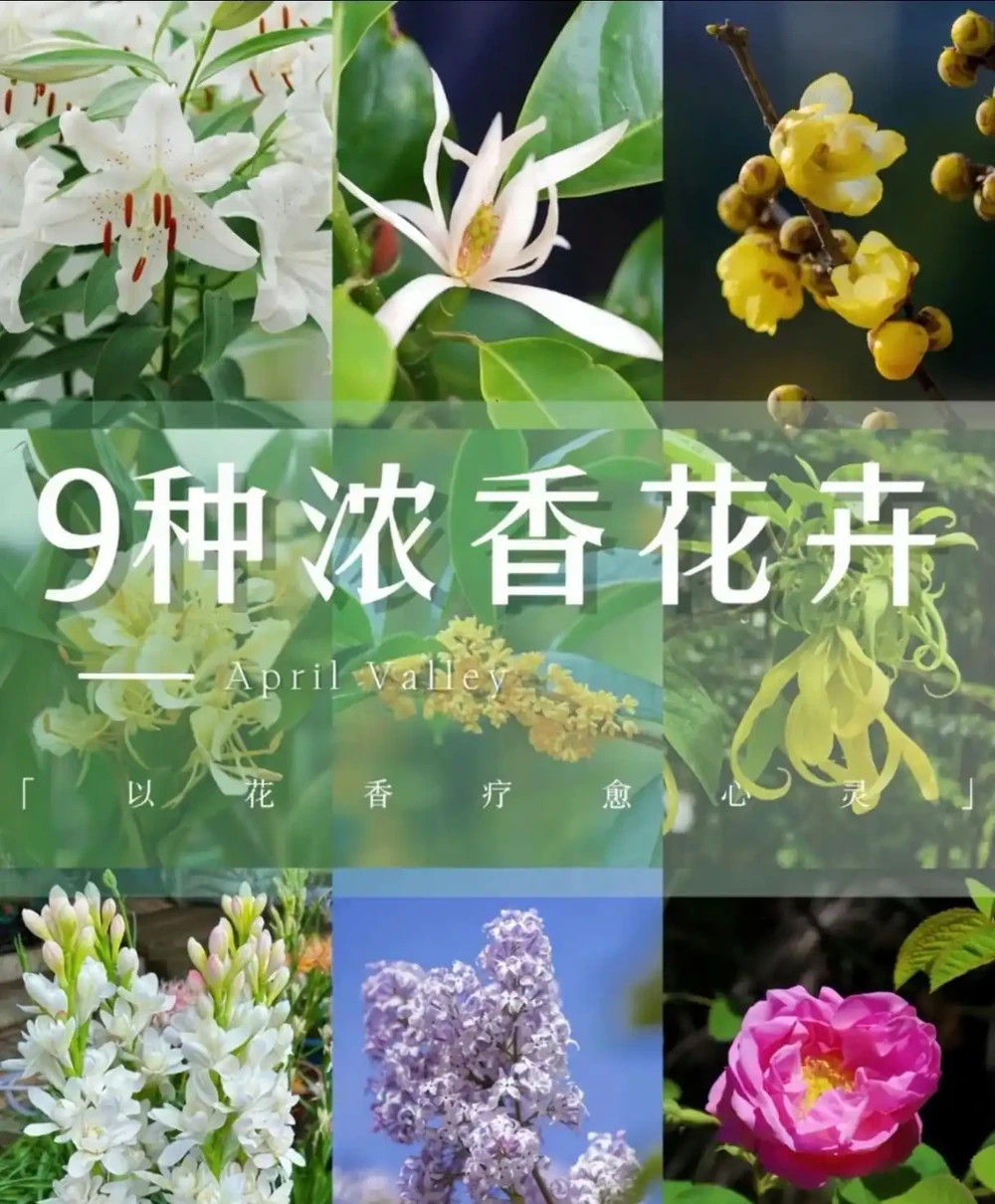 9 種自帶治癒 buff 的濃香花卉|家裡養一盆,滿屋都是高階香