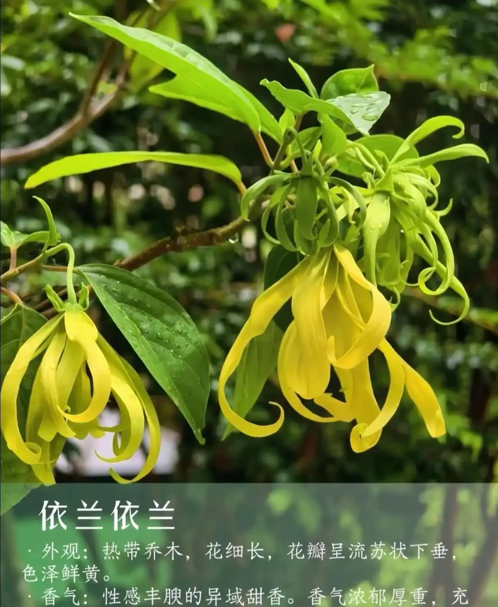 9 種自帶治癒 buff 的濃香花卉|家裡養一盆,滿屋都是高階香