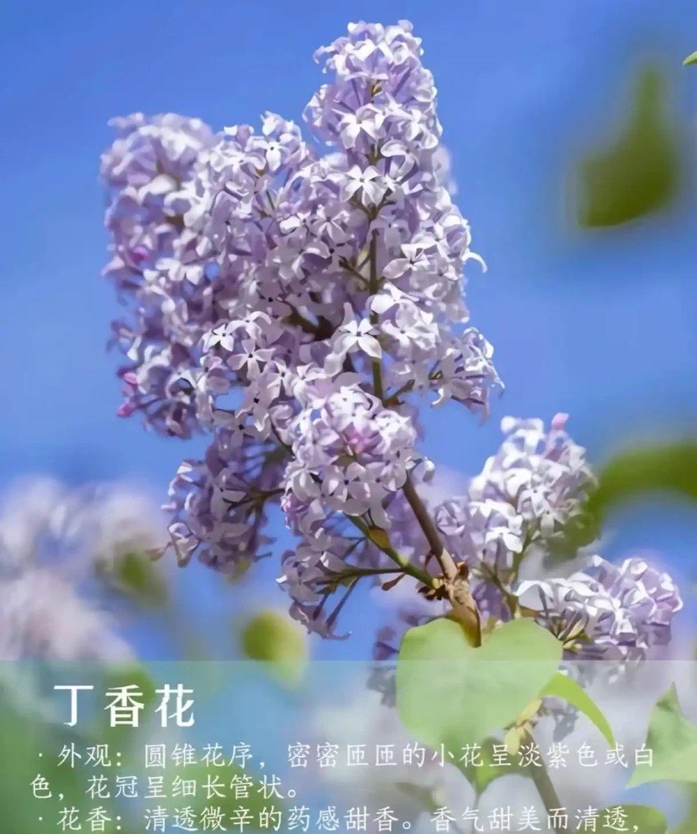 9 種自帶治癒 buff 的濃香花卉|家裡養一盆,滿屋都是高階香