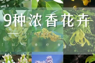 9 種自帶治癒 buff 的濃香花卉｜家裡養一盆，滿屋都是高階香