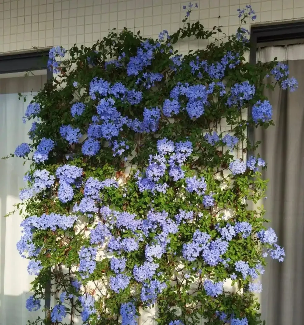5種「喜光狂魔」,天天曬才能長得旺,有陽臺就能養!