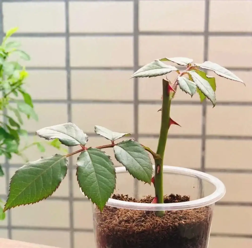 玫瑰插枝失敗100次?試試這個透明杯子法,比介質土靠譜10倍,根都長瘋了