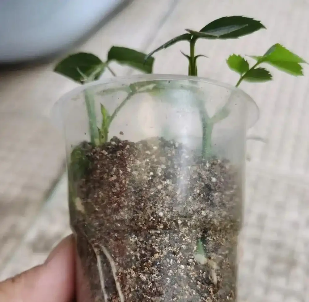 玫瑰插枝失敗100次?試試這個透明杯子法,比介質土靠譜10倍,根都長瘋了