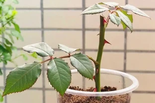 玫瑰插枝失敗100次？試試這個透明杯子法，比介質土靠譜10倍，根都長瘋了