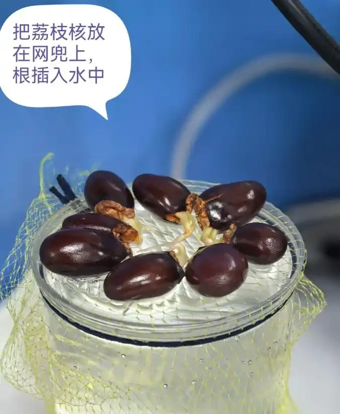 第一次感受到「荔枝核的威力」,泡水裡20天,長成「粉盆栽」
