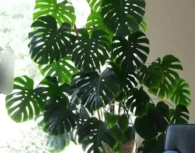 龜背芋養半年還是「小菜葉」?趕緊停手!老花匠:餵它這「兩種水」,葉子比臉大、老樁穩如樹