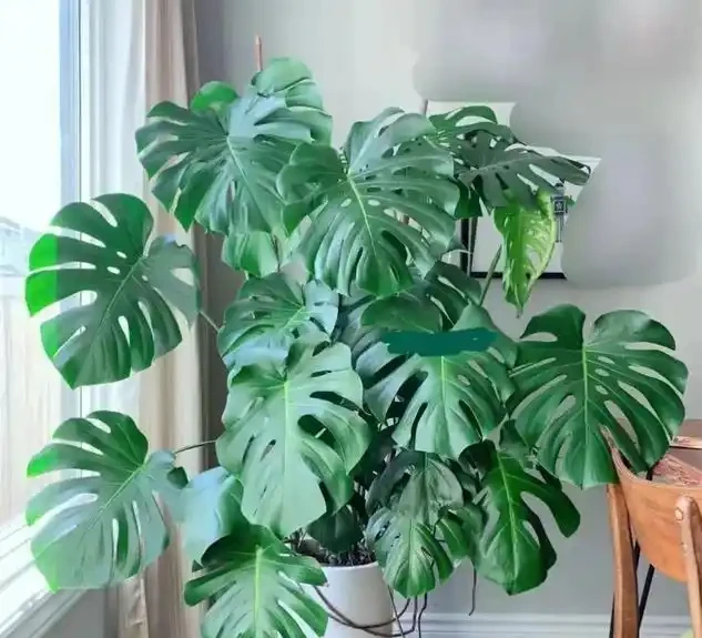 龜背芋養半年還是「小菜葉」?趕緊停手!老花匠:餵它這「兩種水」,葉子比臉大、老樁穩如樹